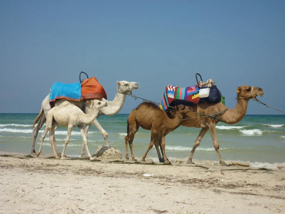 One Woman, One Bag, Whole World